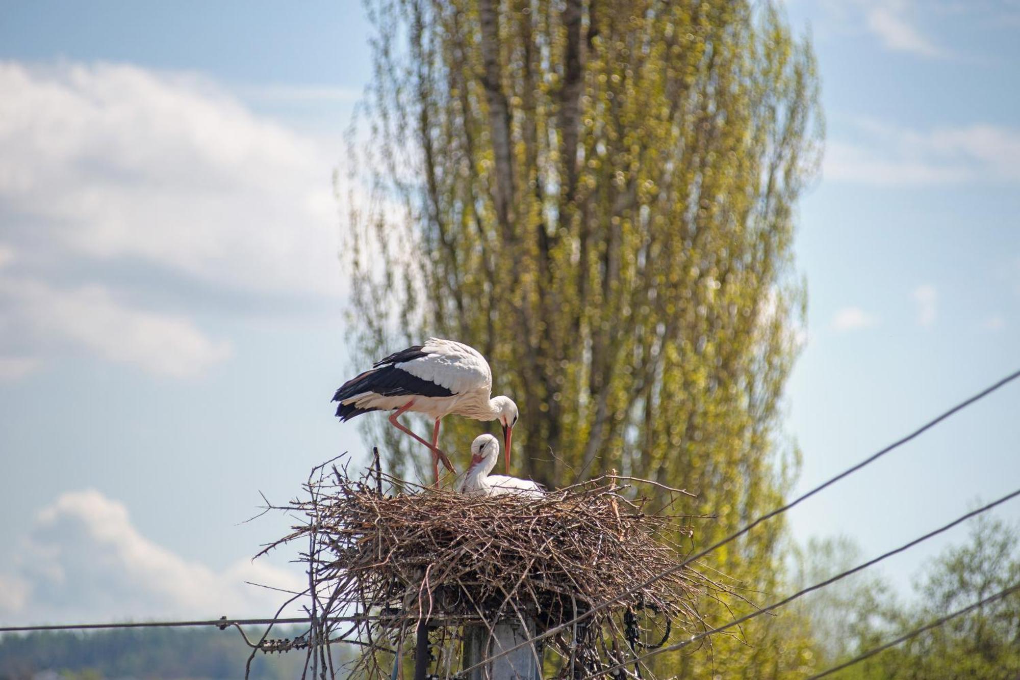 Vronis Ferienwohnungen Muhlingen Exteriér fotografie