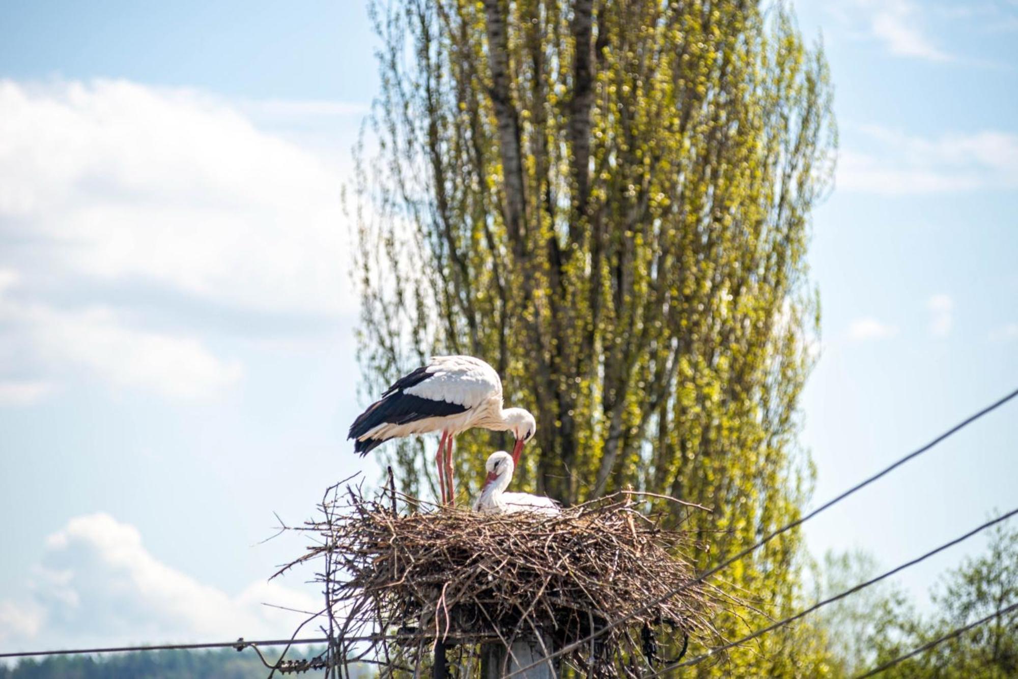 Vronis Ferienwohnungen Muhlingen Exteriér fotografie
